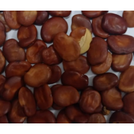 Eşek Baklası 41 tanesi