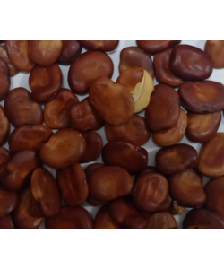 Eşek Baklası 41 tanesi